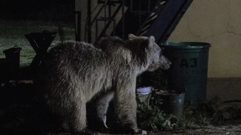 camping with a bear